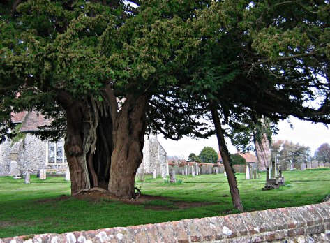One of four ancient yew trees at Elmsted church
