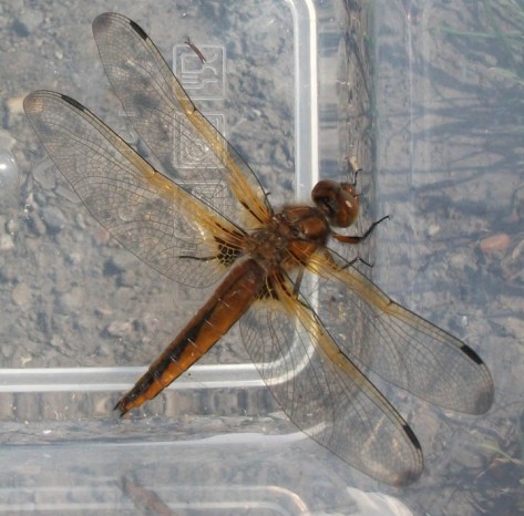 scarce chaser female in box