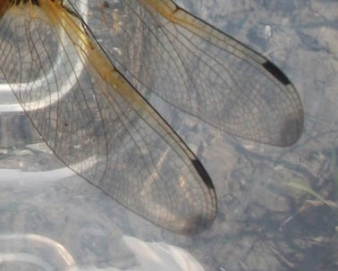 Wing-tip spots on a female